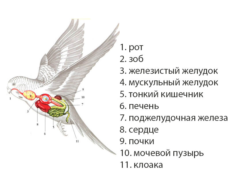 Строение и анатомия попугаев