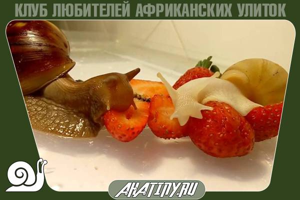 Кормление улитки ахатины в домашних условиях 