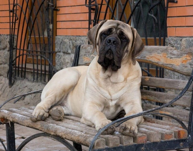 Английский мастиф
