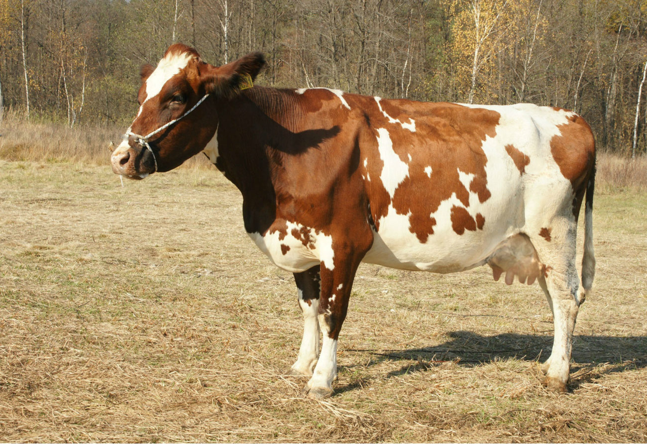 Айрширская корова