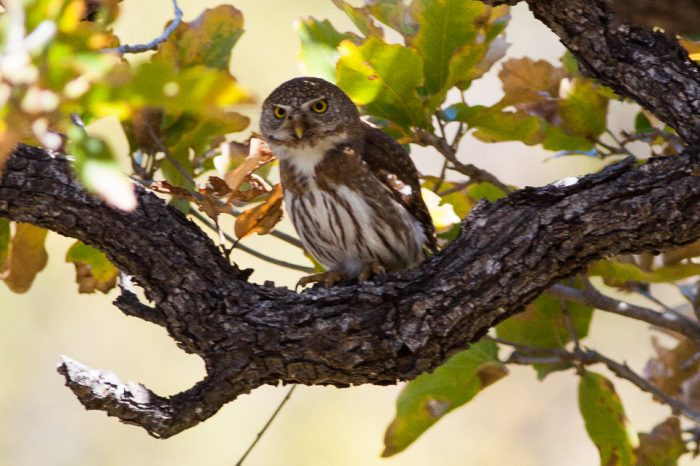 Мыс карликовый шершень (Glaucidium hoskinsii) фото