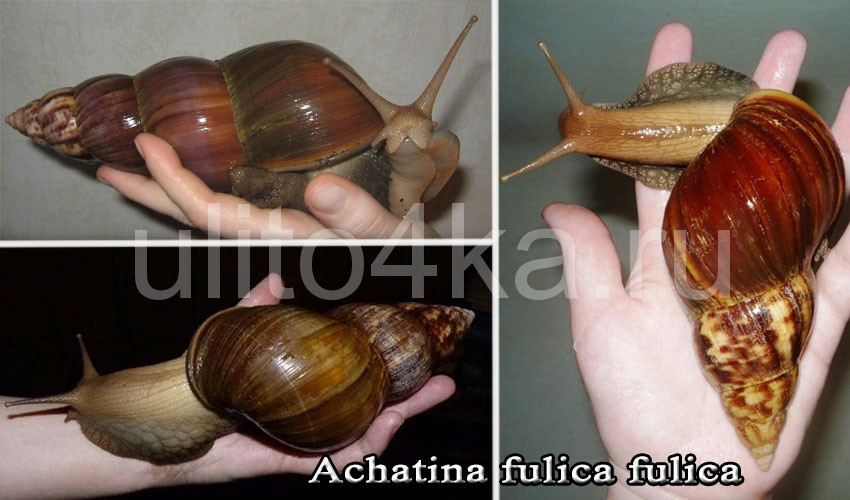 foulika