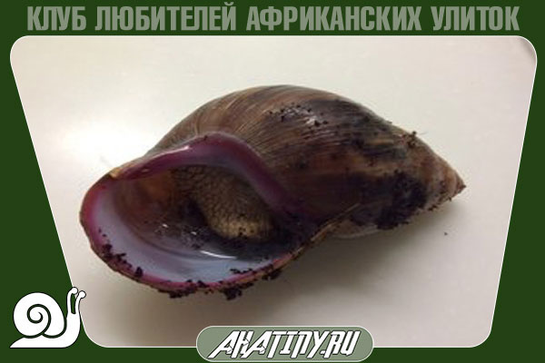 Что делать, когда улитка впадает в спячку?