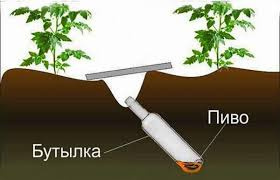 Пивная ловушка для медведя