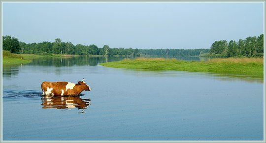 Вздутая корова. Лечение 