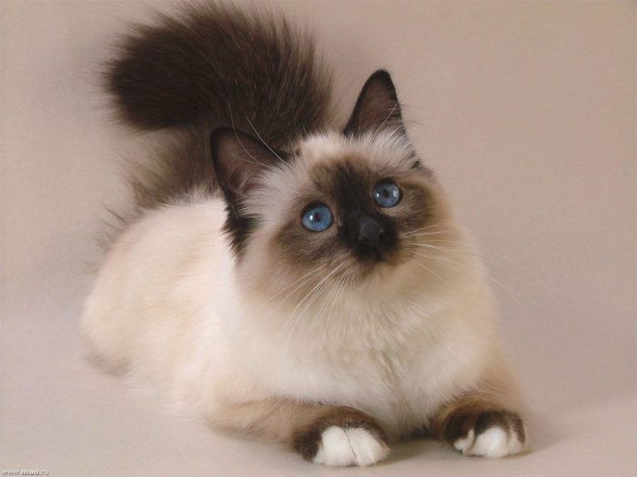 Кошка на бежевом фоне