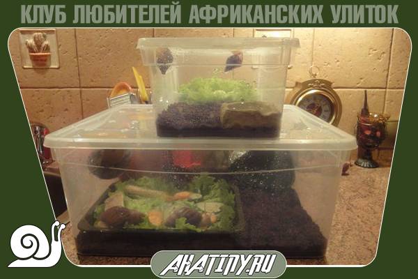 Содержание маленьких улиток ахатин