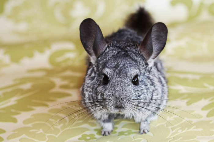 Короткохвостая шиншилла (Chinchilla chinchilla или Chinchilla brevicaudata) фото