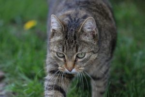 Европейская короткошерстная