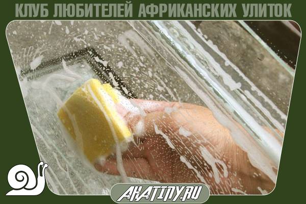 Содержание маленьких улиток ахатин