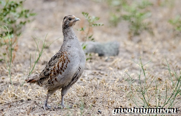 Уральские животные, птицы и растения, красная книга, разнообразие природы