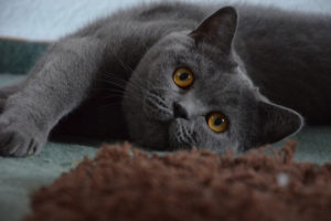 Британская короткошёрстная кошка