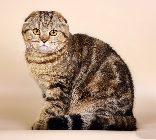 Шотландская вислоухая кошка