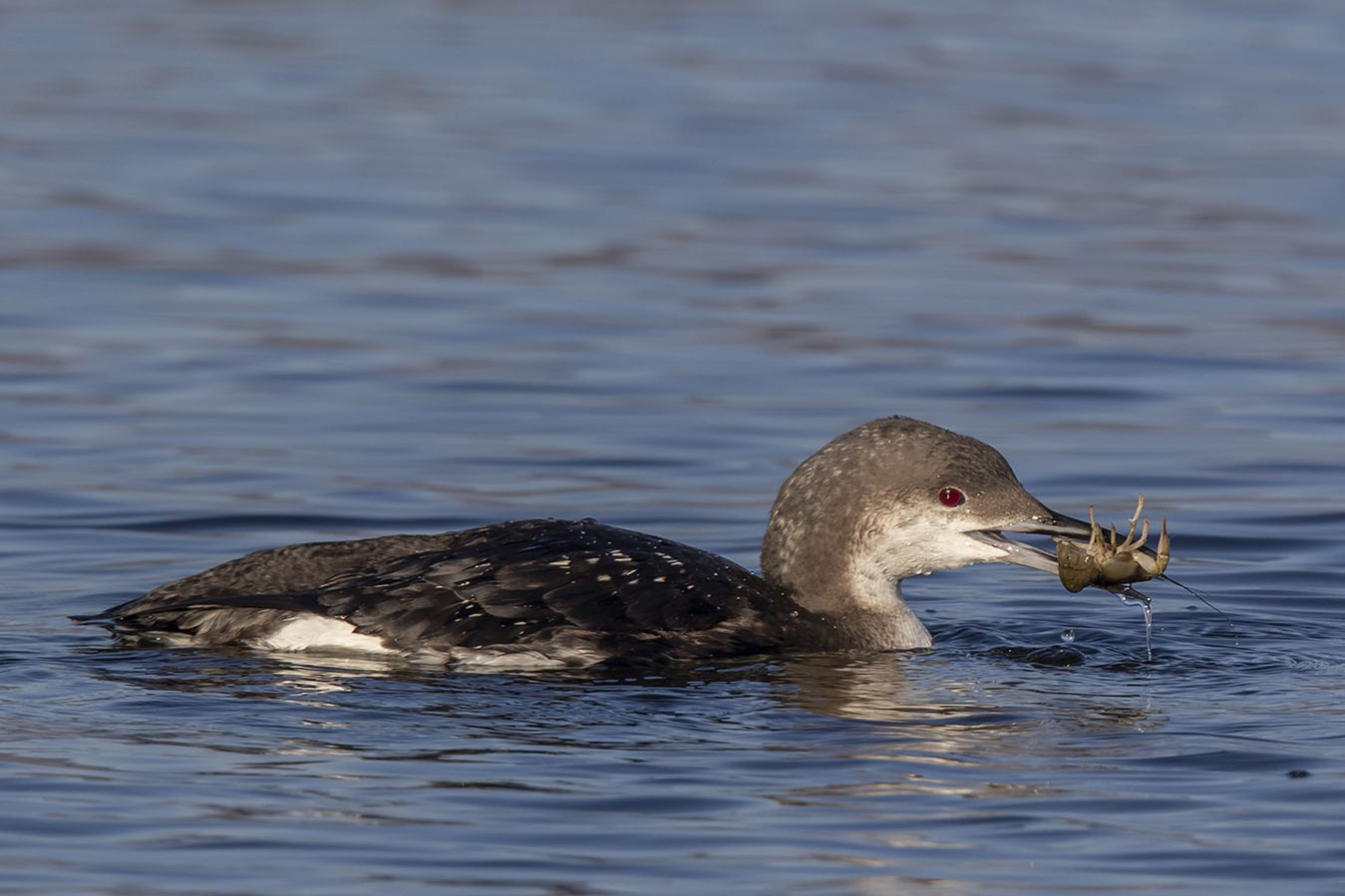 Blackguard Loon в Красной книге