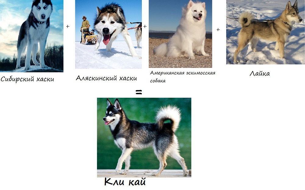 Мини-хаски или аляскинский кли-кай: игрушка, которая оживает