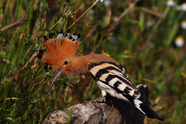 10 птиц с самыми красивыми хохолками