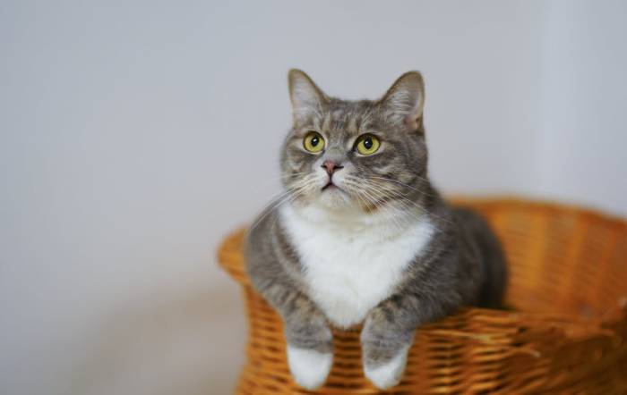 355+ французских имен для кошек и кошек