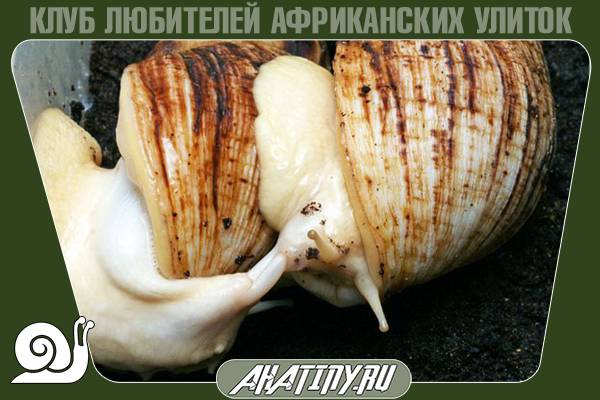 Размножение Achatina reticulata 