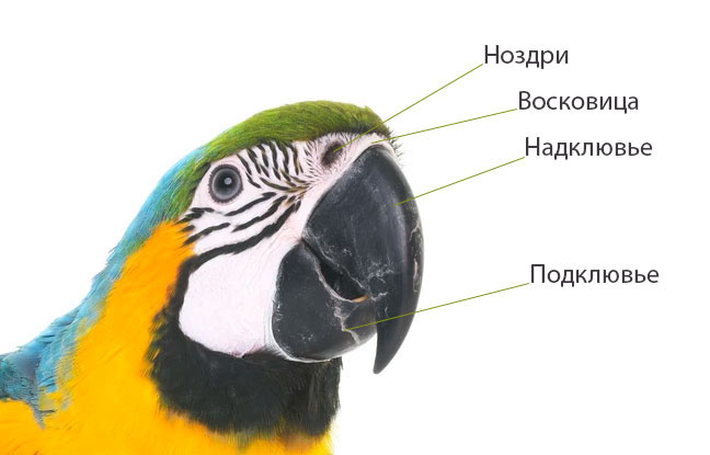 Строение и анатомия попугаев