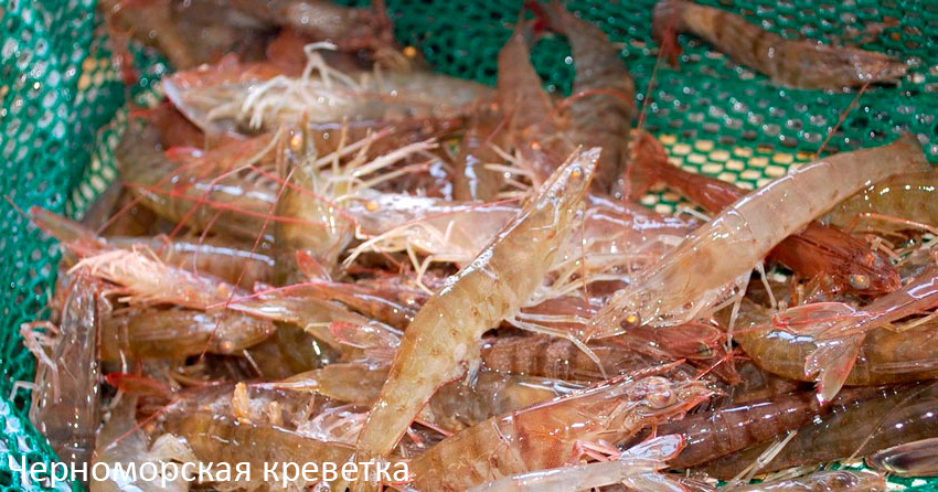 Черноморская креветка