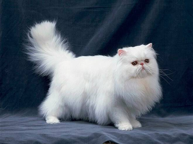 Персидская кошка