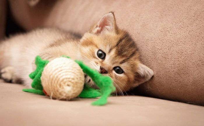 Котенок играет