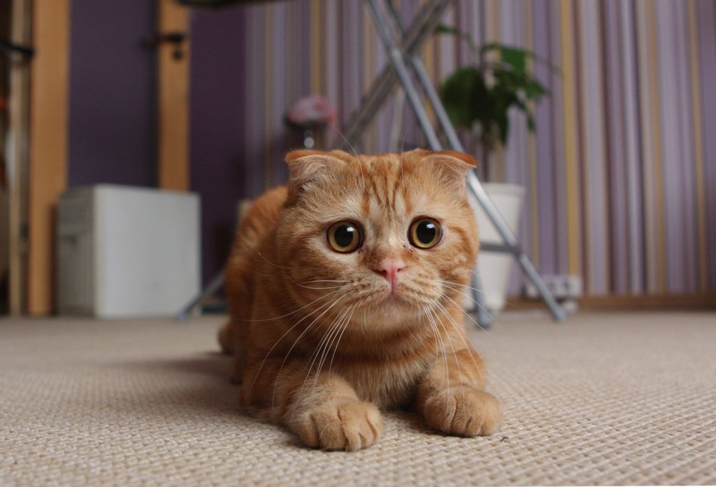 Шотландская вислоухая кошка