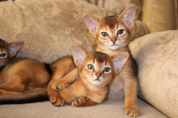 Красивый абиссинский котенок