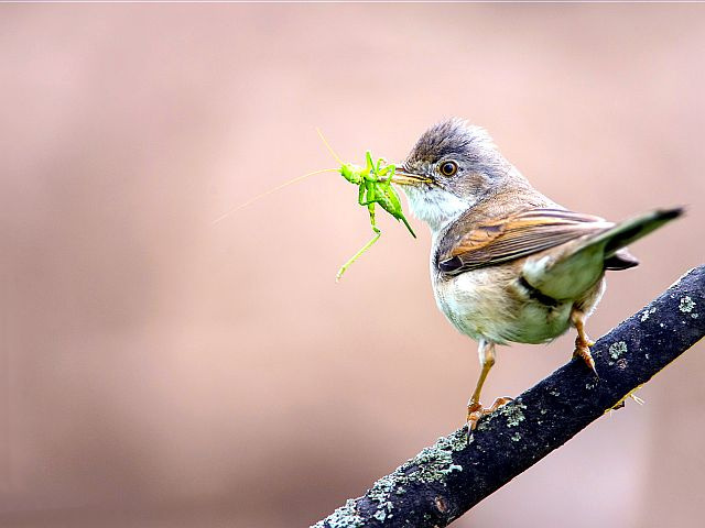 Фото еды Blackcap