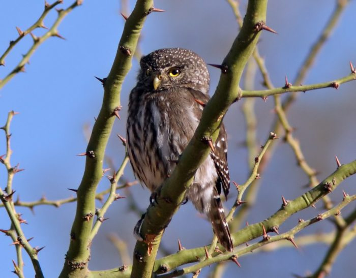 Боливийский сыр (Glaucidium bolivianum) фото