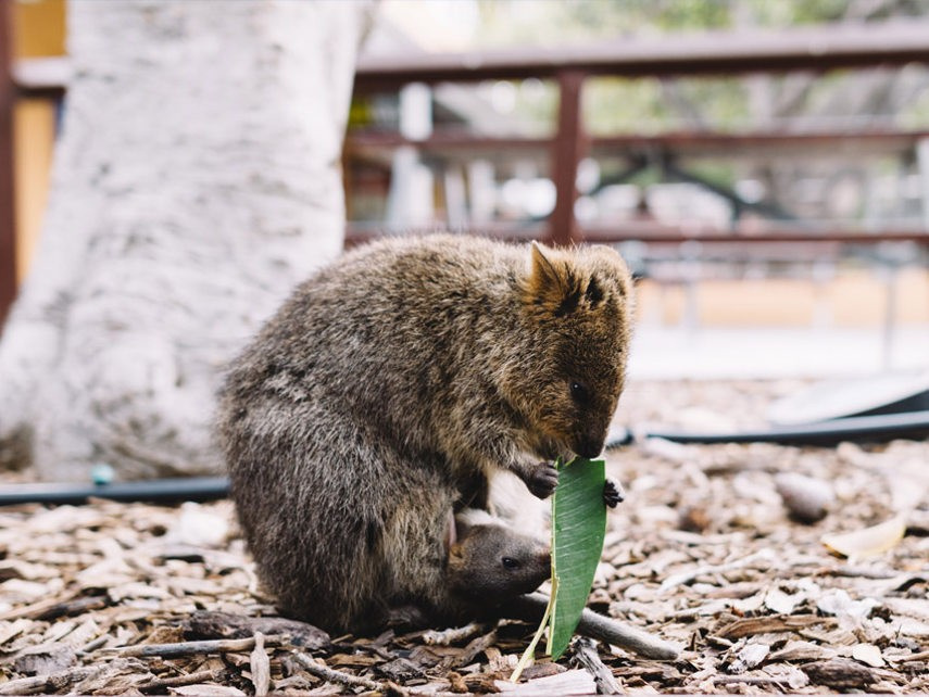 Quokka питание