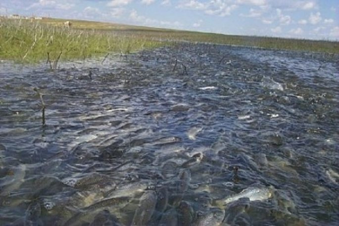 Разведение рыбы в ножнах
