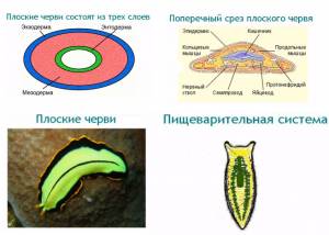 как плоские черви