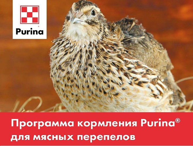Пурины для перепелов мясных пород