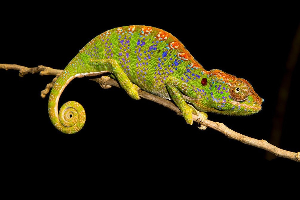 Хамелеон - Furcifer labordi