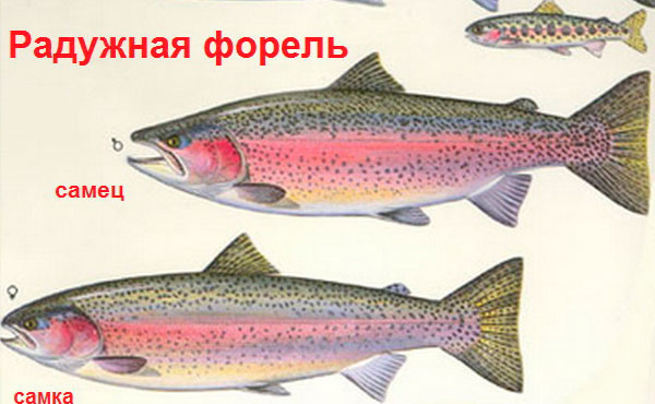 Форель - самка и самец
