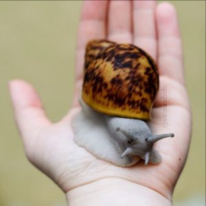 Marginata ovum 