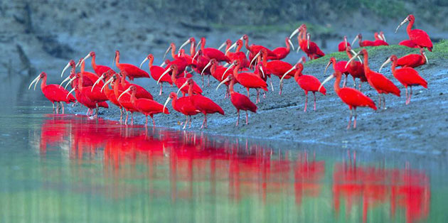 Ассортимент ibis