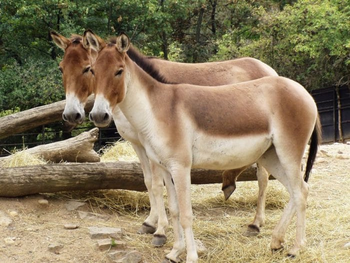 Фото Кианг (Equus kiang