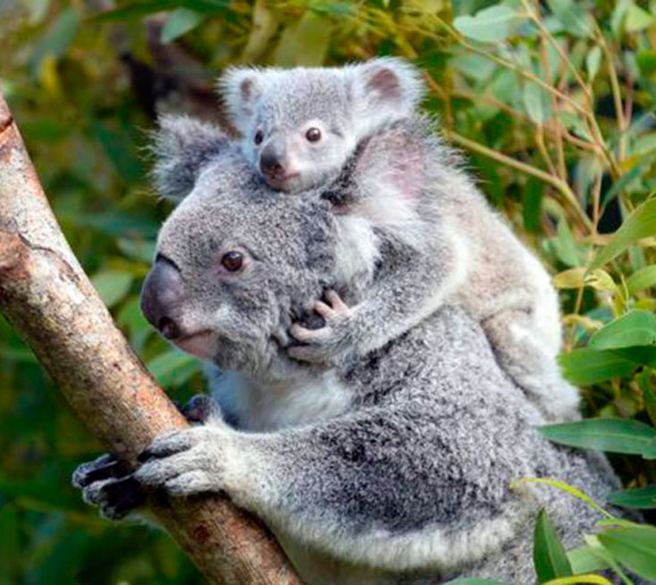Коала