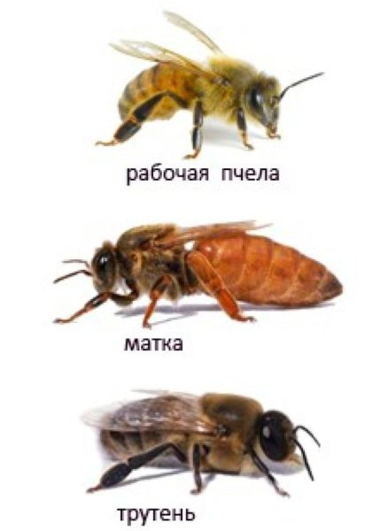 матка-королева-уля