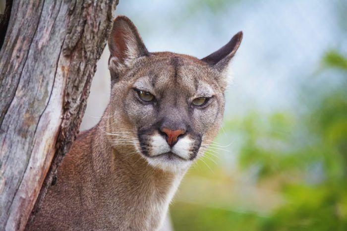 Уведомление Puma