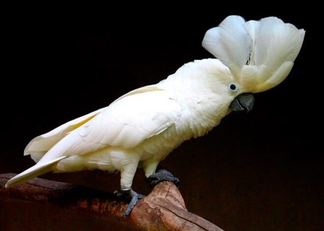 Какаду 