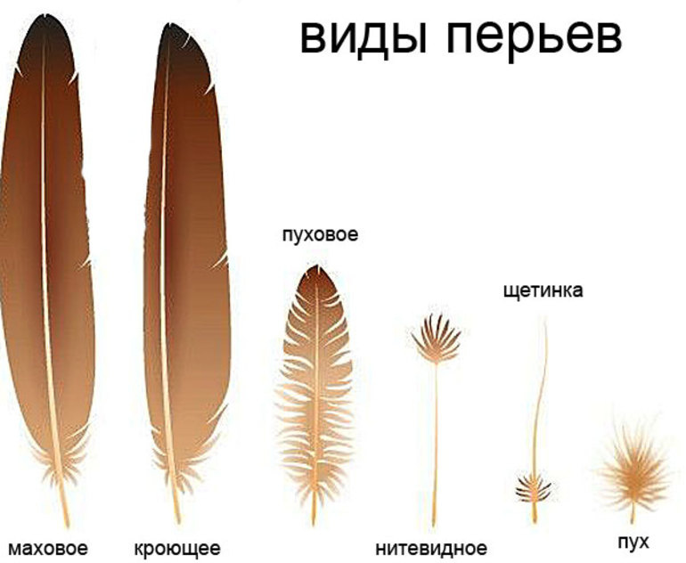 Виды оперения