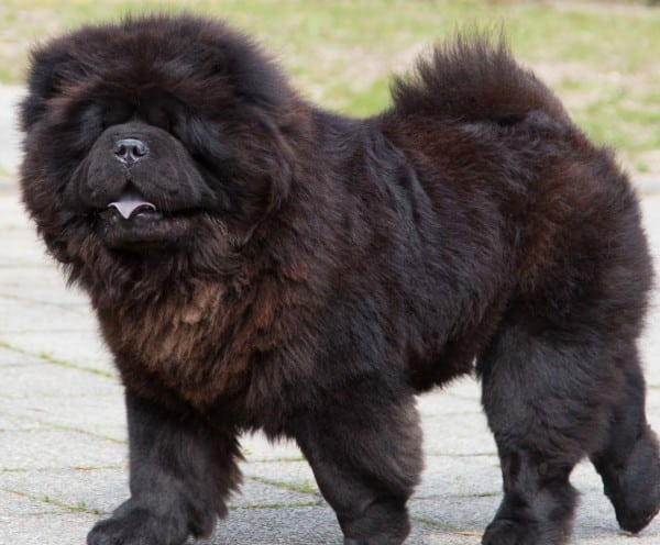 черный цвет