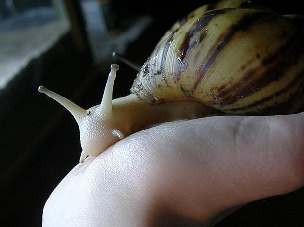 Archachatina marginata