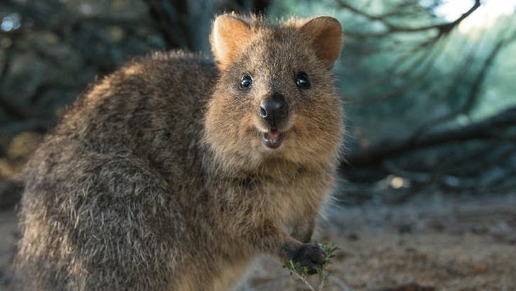 Quokka