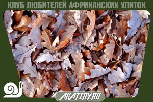 Listovoj opad dlitki 