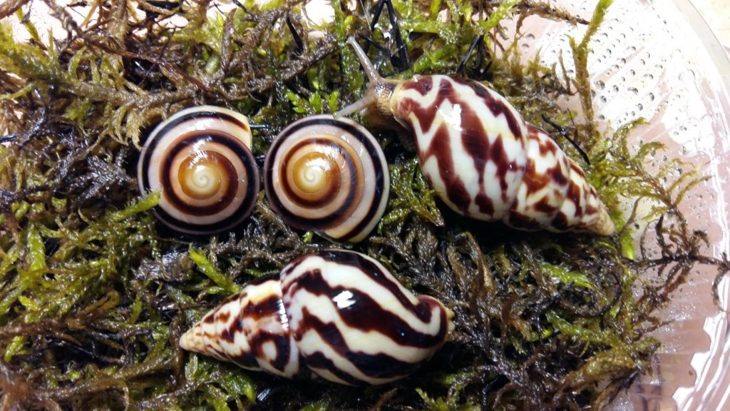 Улитка Caracolus 