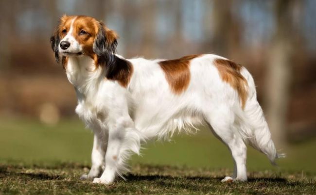 Голландский спаниель